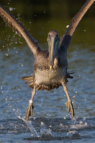 Brauner Pelikan Pelecanus occidentalis Brown Pelican